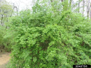 Photo credit: Richard Gardner, Bugwood.org