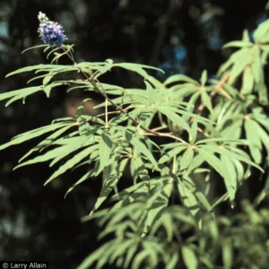 Photo credit: Larry Allain, U. S. Geological Survey