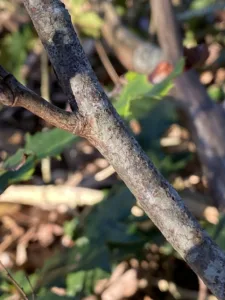 Photo by Jack Downey