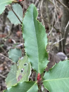 Photo by Jack Downey