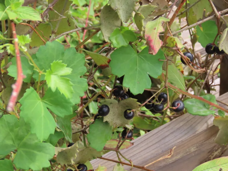 Photo Credit: Claire Sorenson