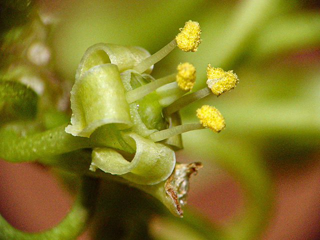 Photo credit: Newsom, Charles Ray, https://www.wildflower.org/gallery/result.php?id_image=146193