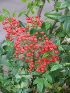 Cluster of red Nandina berries