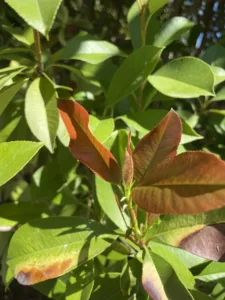 close-up of leaves