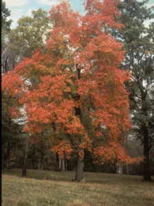 Picture of Red Oak