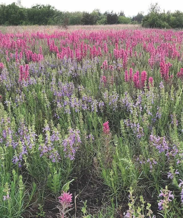 Blackland Prairie: Catilleja purpurea and Salvia engelmanni. Photo by Don Young