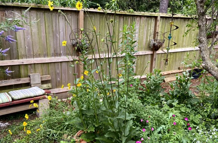 Backyard landscaped with native plants