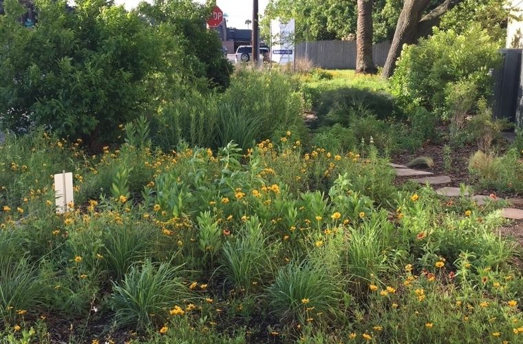 Pollinator garden in full bloom