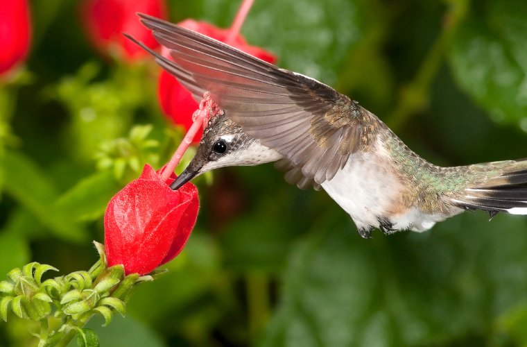 Ruby-throated Hummingbird feeding on Turk's Cap