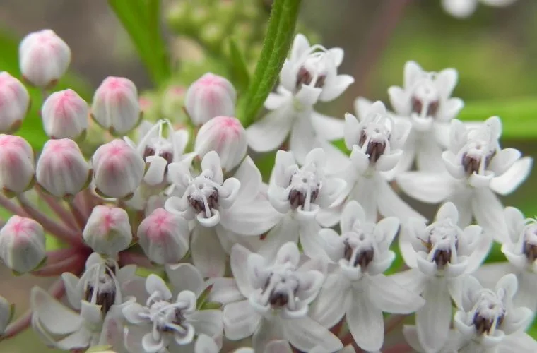 Aquatic Milkweed