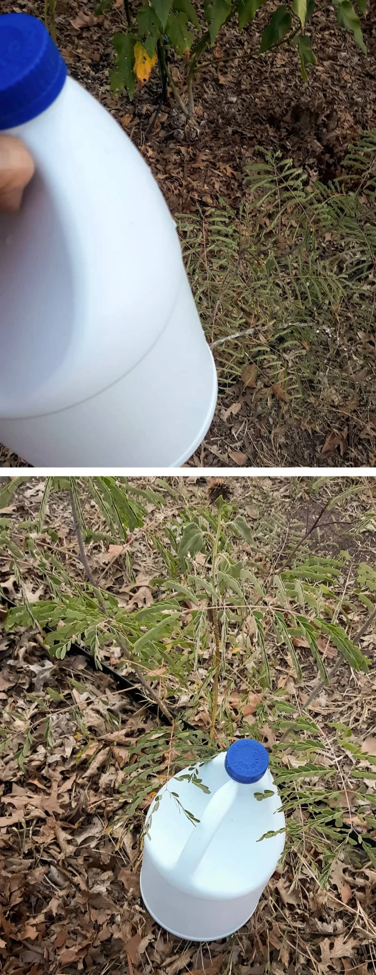Rescue Drip Waterer