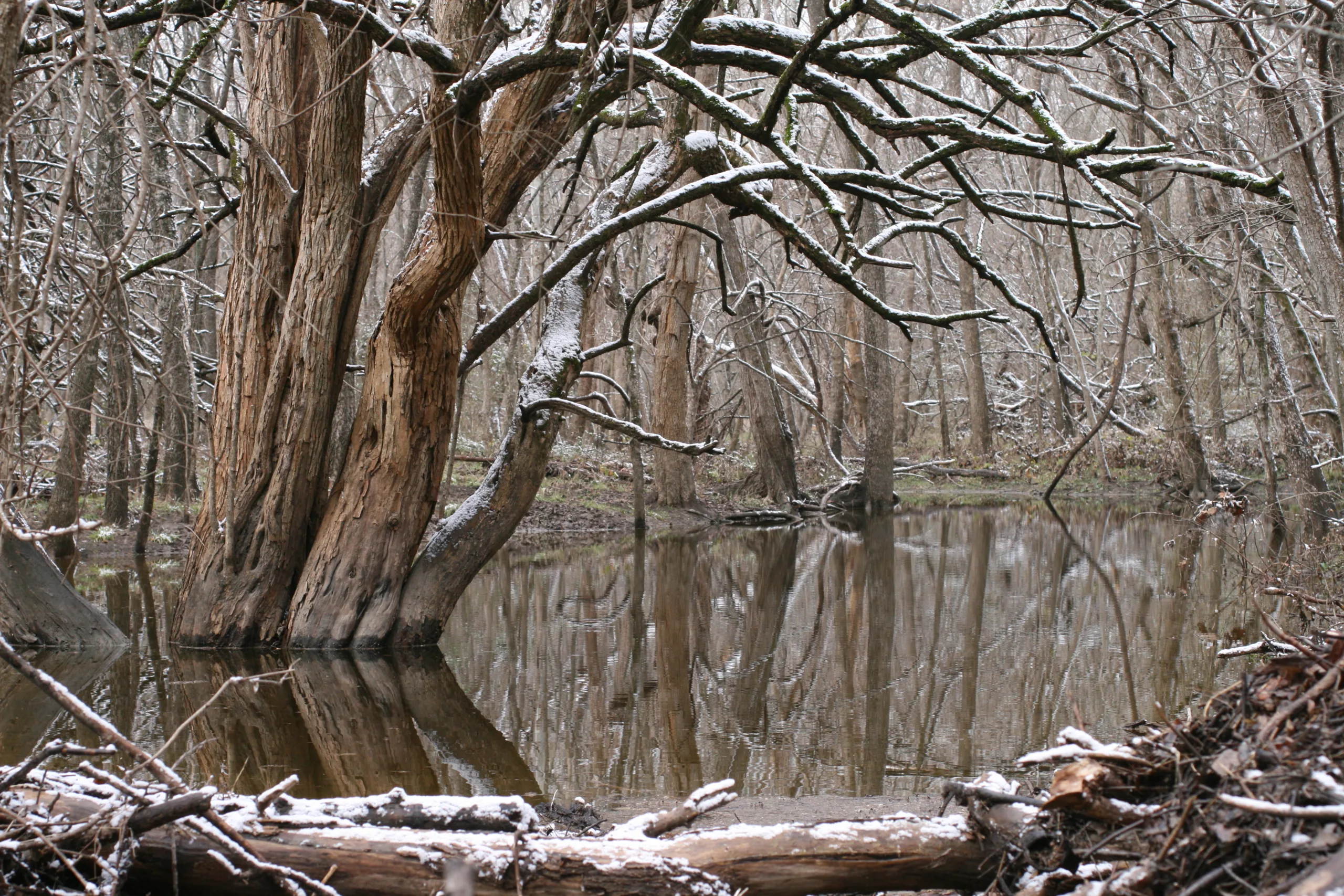 Roger Sanderson, photo credit: Maclura pomifera, Texas Blackland Prairies Ecoregion