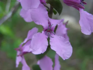 Bracted Twistflower (Streptanthus bracteatus)