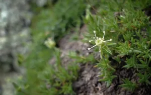 Arenaria livermorensis, Livermore Sandwort