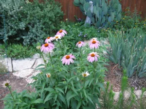 Echinacea purpurea