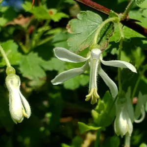 Ribes curvatum, Granite Gooseberry