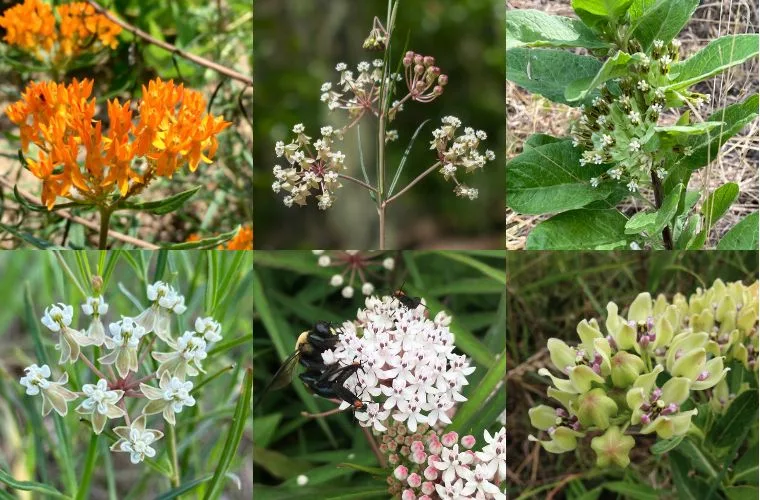 Six species of milkweed