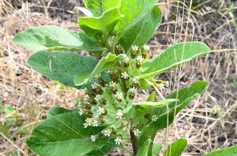 Zizotes Milkweed