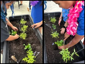 Fifth graders at Huebner Elementary filled their courtyard planters with Mealy Blue Sage