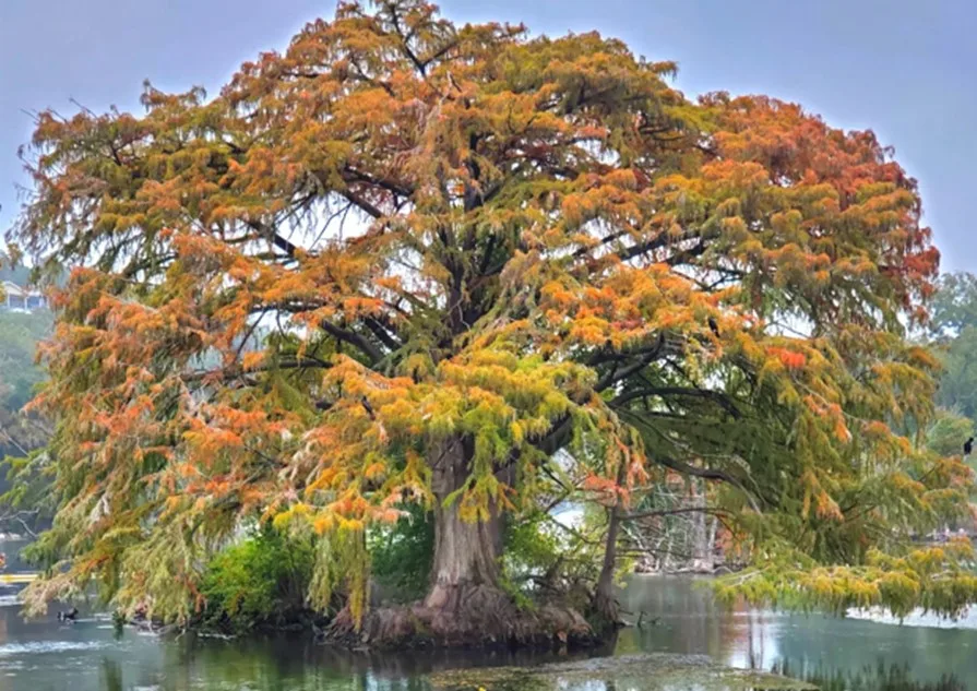 Photo credit: Kathleen Scott, Bald Cypress in Landa Lake, Landa Park