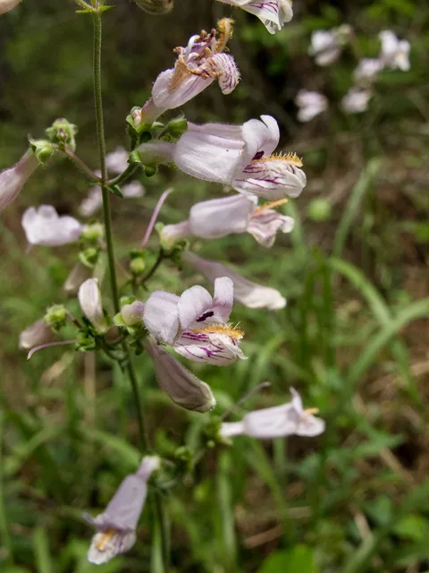Photo Credit: Brundage, Stephanie, https://www.wildflower.org/gallery/result.php?id_image=58437