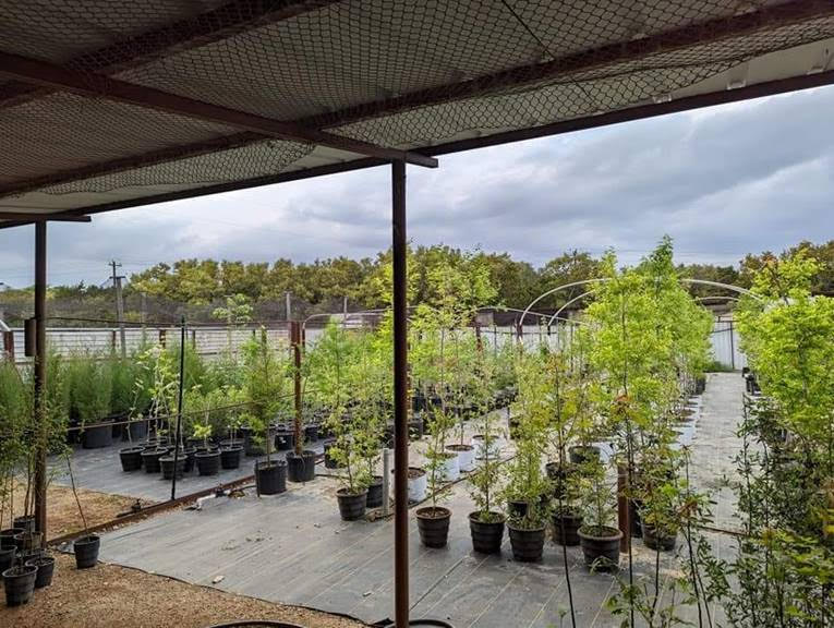 Native trees at Green Tree Diversity in Bertram