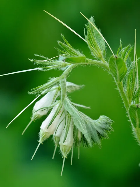 Photo Credit: Leander, Bruce, https://www.wildflower.org/gallery/result.php?id_image=38772