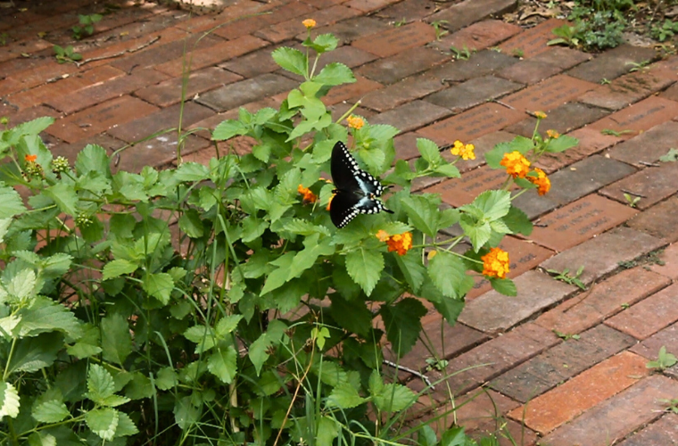 Butterfly nectaring on lantana