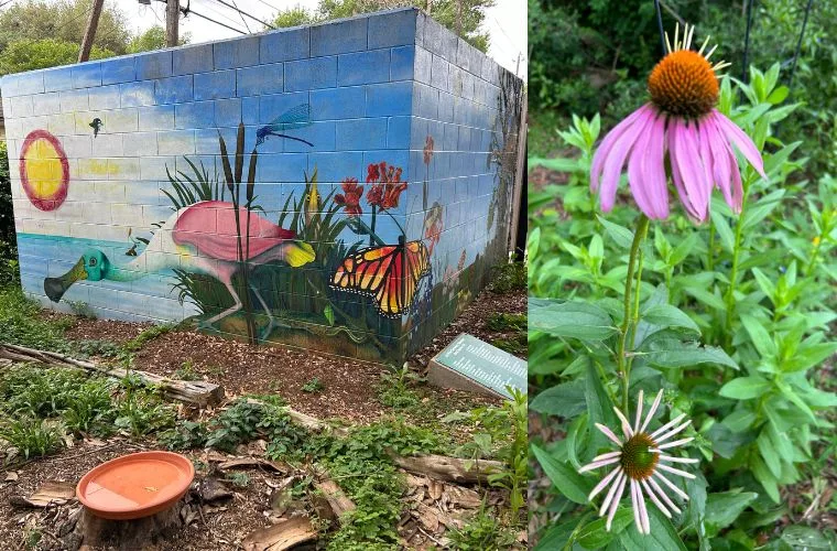 Mural featuring Roseate Spoonbill and Purple Coneflower