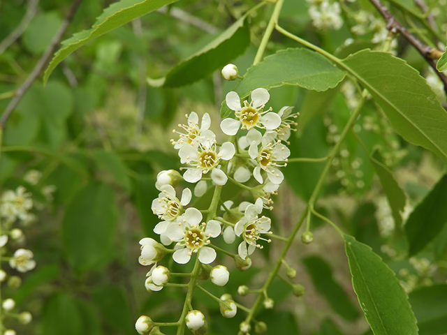 Photo Credit: Richardson, Charmaine, https://www.wildflower.org/gallery/result.php?id_image=92549