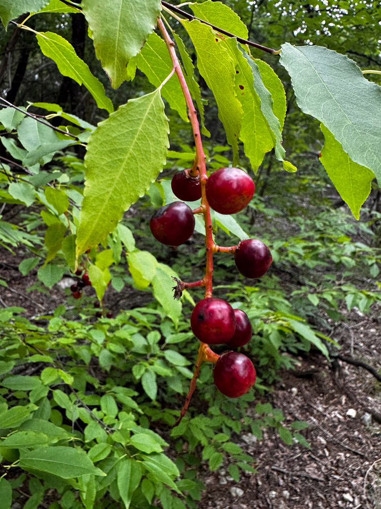 Photo Credit: sjschubert