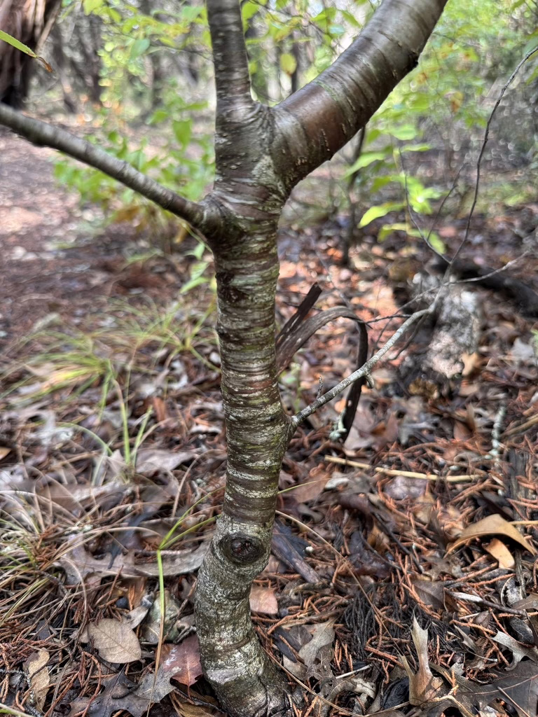 Photo Credit: sjschubert