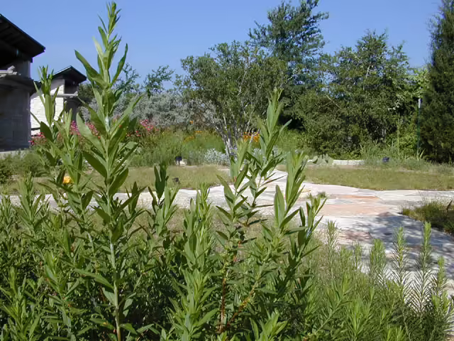 Photo Credit: Marcus, Joseph A., https://www.wildflower.org/gallery/result.php?id_image=13386