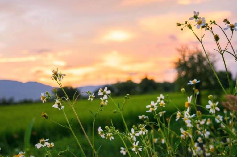 Nature photo of wildflowers and sunset