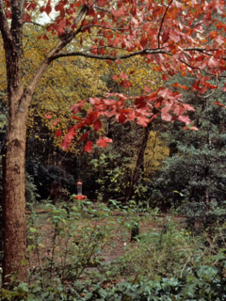 Photo Credit' Wasowski, Sally and Andy, https://www.wildflower.org/gallery/result.php?id_image=24070