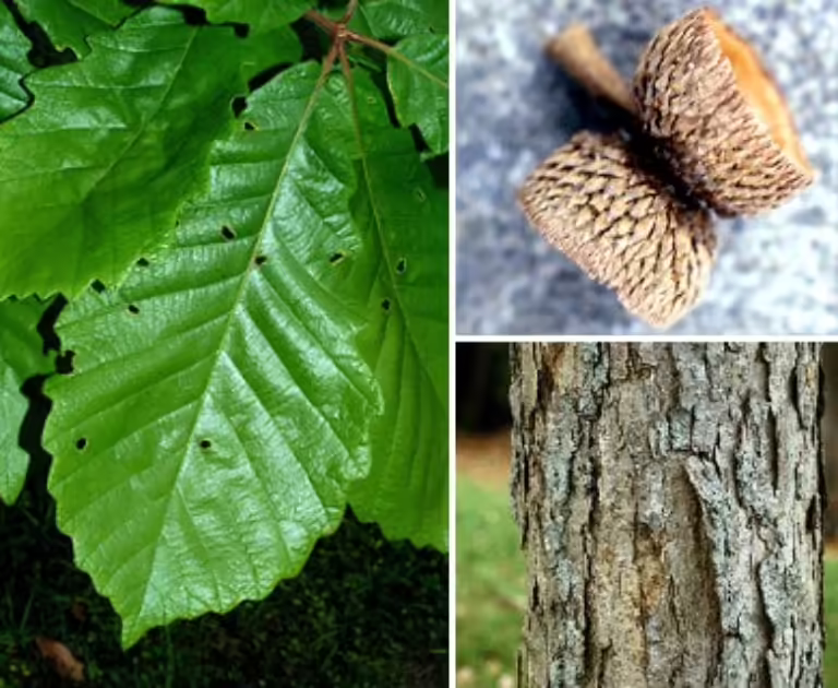 Photo Credit: https://wildflowersearch.org/search?oldstate=&buttonName=none&hab=&Elev=&Submit=Submit+Values&PlantName=Quercus+michauxii
