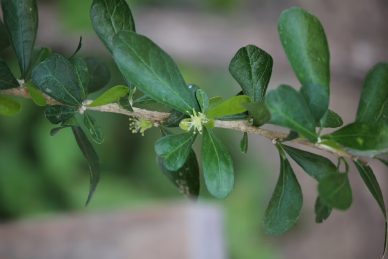 Photo Credit: Mara Lee Moats