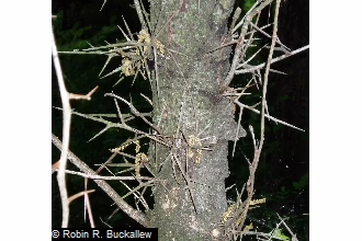 Photo Credit: Robin R. Buckallew, https://plants.sc.egov.usda.gov/ImageLibrary/original/gltr_017_php.jpg