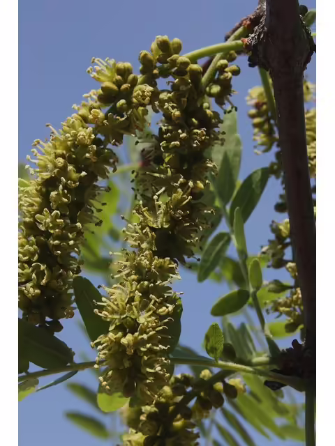 Photo Credit: Smith, R.W., https://www.wildflower.org/gallery/result.php?id_image=43601