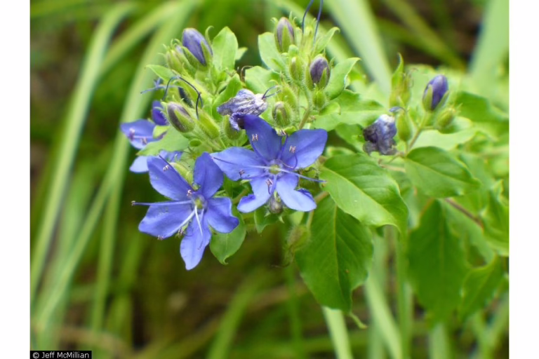 Photo Credit: Jeff McMillian, https://plants.sc.egov.usda.gov/ImageLibrary/large/hyov_007_lhp.jpg