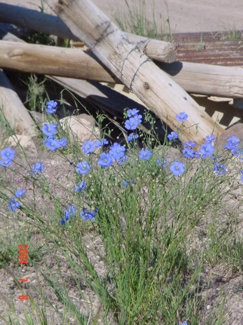 Photo Credit: Sheri Hagwood, https://plants.sc.egov.usda.gov/ImageLibrary/original/lile3_006_pvp.jpg