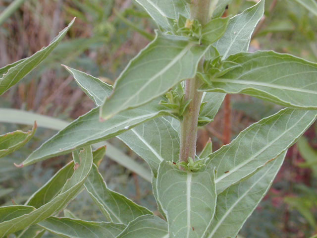 Photo Credit: Marcus, Joseph A., https://www.wildflower.org/gallery/result.php?id_image=12378
