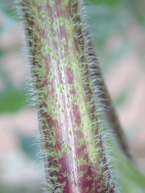 Photo Credit: Marcus, Joseph A., https://www.wildflower.org/gallery/result.php?id_image=14051