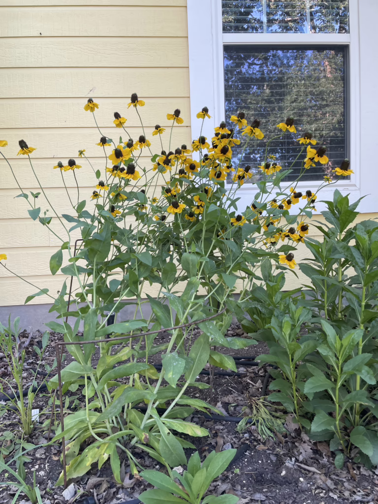 Photo Credit: Deedy Wright