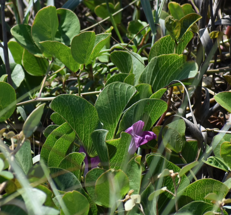 Photo Credit: Roberto Gaitan