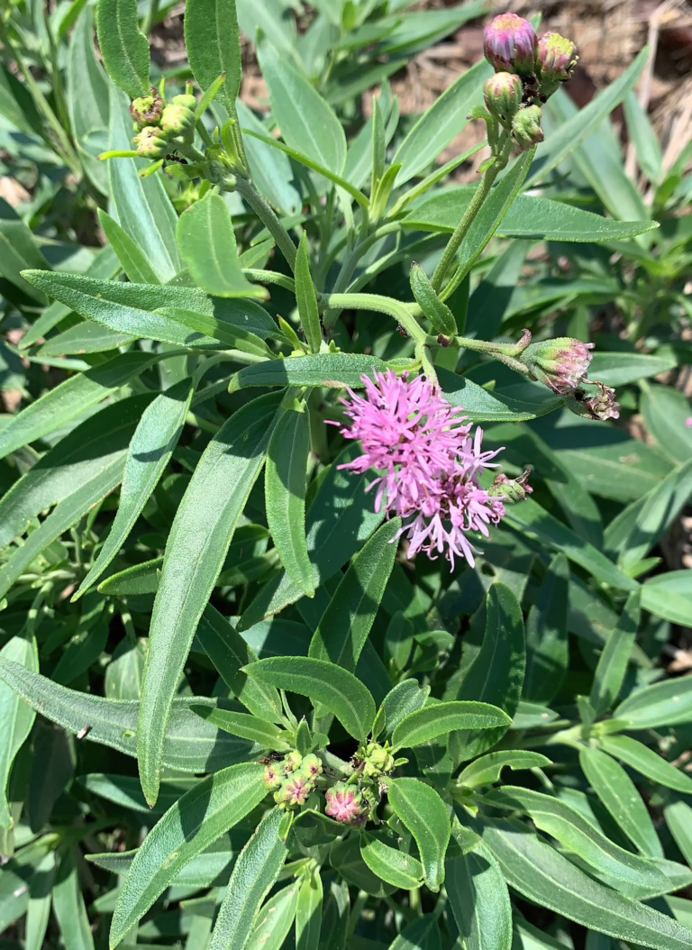 Photo Credit: Roberto Gaitan