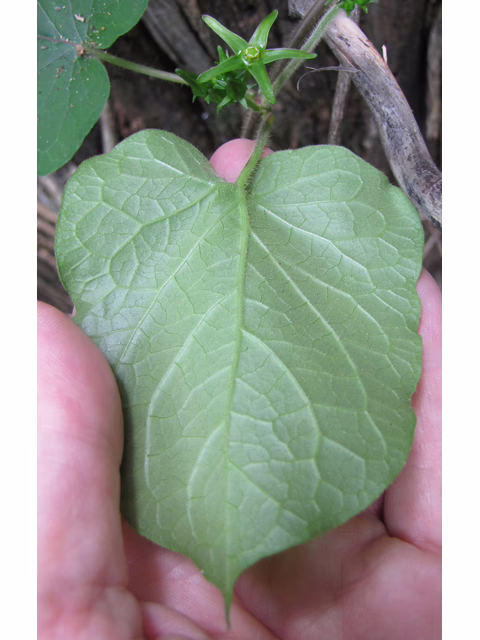 Photo Credit: Lynn, Janice, https://www.wildflower.org/gallery/result.php?id_image=35830