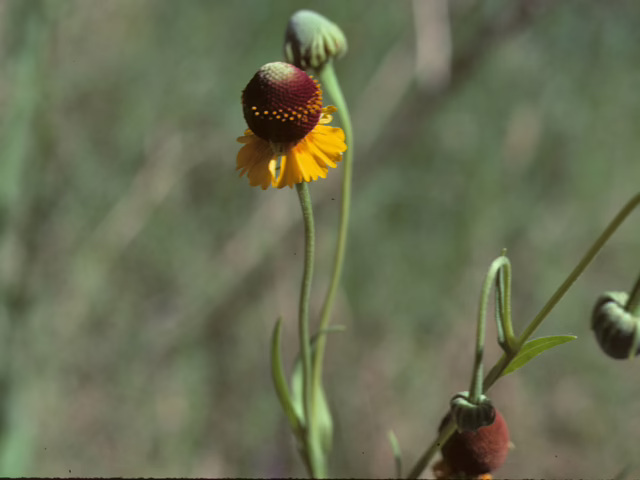 Photo Credit: Cliffe, Harry, https://www.wildflower.org/gallery/result.php?id_image=26107