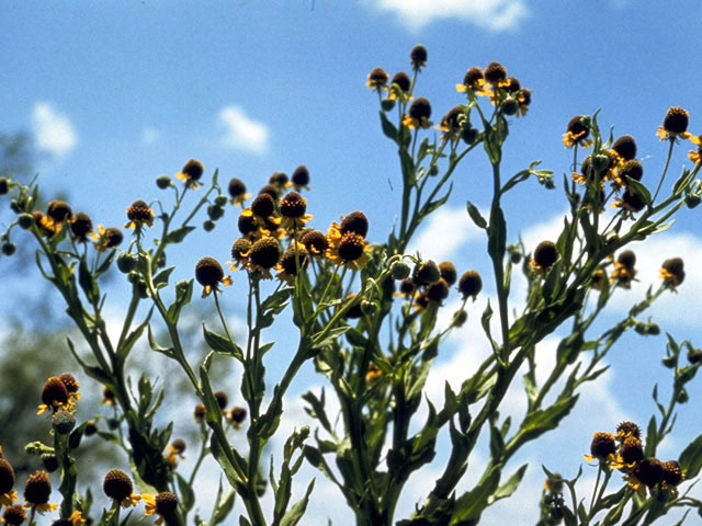 Photo Credit: Northington, David K., https://www.wildflower.org/gallery/result.php?id_image=4626