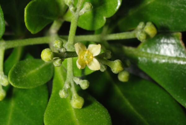 Photo Credit: Douglas Goldman, https://fsus.ncbg.unc.edu/cust/20221/main.php?pg=show-taxon.php&parentid=64892